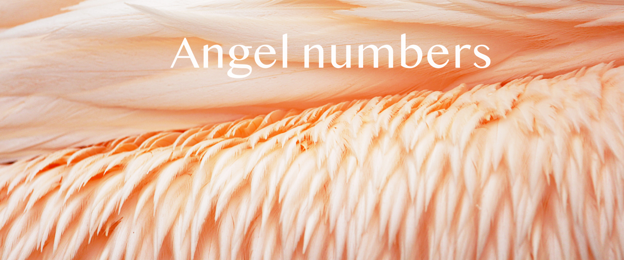 angel numbers